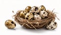 Nest with fresh quail eggs isolated on white background with copy space