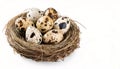 Nest with fresh quail eggs isolated on white background with copy space