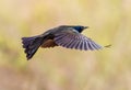 Common Grackle pivots in flight at Bluff Lake Nature Center in Colorado Royalty Free Stock Photo