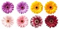set of burgundy purple violet yellow peach pink stalk of Gerber Gerbera Daisy daisies flower top view on transparent, PNG