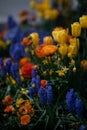 Tulips, pansies, and hyacinths in a garden. Royalty Free Stock Photo