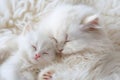 Two fluffy white cats cuddling (mom cat and a kitten) Royalty Free Stock Photo