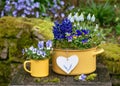 Spring flower arrangement with colorful pansy, hyacinthine and grape muscari flowers in yellow enamel pots and a heart decoration. Royalty Free Stock Photo