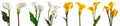 Collection set stalk of yellow white calla lily lilies flower floral plant with leaf leaves on transparent, PNG Royalty Free Stock Photo