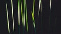 Sunlight and shadow on many green leaf stalks surface of Creeping Burhead plant on dark background in high contrast style Royalty Free Stock Photo