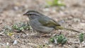 Olive sparrow on the ground in the La Lomita Bird and Wildlife Photography Ranch in Texas.