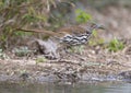 Long-billed thrasher on the ground at the La Lomita Bird and Wildlife Photography Ranch in Texas. Royalty Free Stock Photo