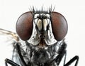 An extreme close-up of an ordinary housefly Royalty Free Stock Photo