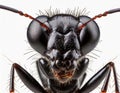 Extreme close-up of the face of an ant