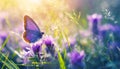 Purple butterfly on purple wild white flowers , butterfly in the grass under sunlight, macro image