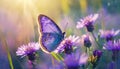 Purple butterfly on purple wild white flowers , butterfly in the grass under sunlight, macro image