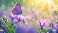 Purple butterfly on purple wild white flowers , butterfly in the grass under sunlight, macro image