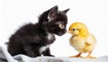 Black kitten eye to eye with a yellow baby chicken Royalty Free Stock Photo