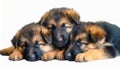 Generated image: Three German Shepherd puppies cuddled together Royalty Free Stock Photo