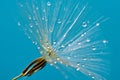 Drops on the dandelion flower seed in springtime, blue background. Macro shot. Royalty Free Stock Photo