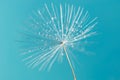 Drops on the dandelion flower seed in springtime, blue background. Macro shot. Royalty Free Stock Photo