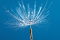 Drops on the dandelion flower seed in springtime, blue background. Macro shot. Royalty Free Stock Photo