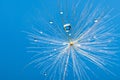 Drops on the dandelion flower seed in springtime, blue background. Macro shot. Royalty Free Stock Photo