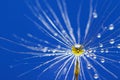 Drops on the dandelion flower seed in springtime, blue background. Macro shot. Royalty Free Stock Photo