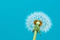 Drops on the dandelion flower seed in springtime, blue background. Macro shot. Royalty Free Stock Photo