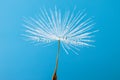 Drops on the dandelion flower seed in springtime, blue background. Macro shot. Royalty Free Stock Photo