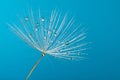 Drops on the dandelion flower seed in springtime, blue background. Macro shot. Royalty Free Stock Photo