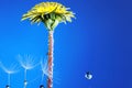 Drops on the dandelion flower seed in springtime, blue background. Macro shot. Royalty Free Stock Photo