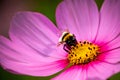 Bee. Bee flying over a flower. Bee on a flower. Macro. Royalty Free Stock Photo