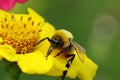 Bee. Bee flying over a flower. Bee on a flower. Macro. Royalty Free Stock Photo