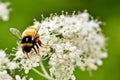 Bee. Bee flying over a flower. Bee on a flower. Macro. Royalty Free Stock Photo