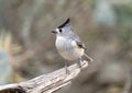 Black-crested titmouse on a log perch in the Transitions Wildlife Photography Ranch in Texas. Royalty Free Stock Photo