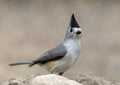 Black-crested titmouse on a stone in Transitions Wildlife Photography Ranch in Texas. Royalty Free Stock Photo