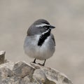 Black-throated sparrow on a rock in the Transitions Wildlife Photography Ranch in Texas.