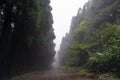 Traditional Azorean trees stand tall in the misty rain.