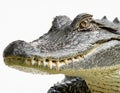 Close-up of the face of an American alligator
