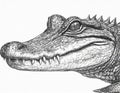 Pencil drawing of an American alligator