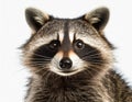 Close-up of the face of a northern raccoon