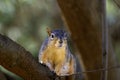 The fox squirrel (Sciurus niger) Royalty Free Stock Photo