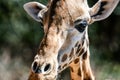 Cute close-up portrait of a bautiful giraffe