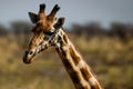 Cute close-up portrait of a bautiful giraffe