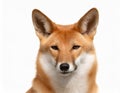 Generated image: Furry Australian dingo face Royalty Free Stock Photo