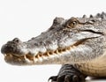 Face of a large Nile crocodile