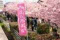 People enjoying kawazu cherry blossoms in the Yodo Suiro Waterway. Fushimi-ku, Kyoto, Japan Royalty Free Stock Photo