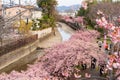 Kawazu cherry blossoms in the Yodo Suiro Waterway in Kyoto. Fushimi-ku, Kyoto, Japan Royalty Free Stock Photo