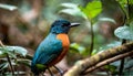 Tropical Tapestry: The Vibrant Blue-and-Orange Tanager Amidst the Foliage