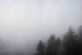 Fog. Surreal beautiful forest with fog. Aerial view. Beautiful sunrise above the forest with heavy fog Royalty Free Stock Photo