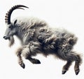 Image of isolated mountain goat against pure white background, ideal for presentations Royalty Free Stock Photo