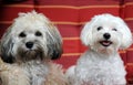 Two dogs resting on a garden chair Royalty Free Stock Photo