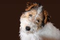 Happy three and a half month old fox terrier puppy Royalty Free Stock Photo