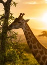 A Giraffe eating from leaves from a tree with a large plain in the background Royalty Free Stock Photo